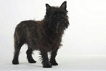 Black Cairn Terrier standing.