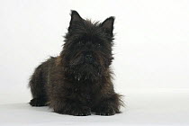 Black Cairn Terrier lying down with head up.