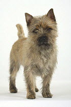 Cairn Terrier standing portrait
