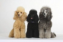 Apricot, black and silver Miniature Poodles sitting in a row, shows variation in coat colours for the same breed.