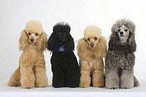 Apricot, black and silver Miniature Poodles sitting in a row, shows variation in coat colour within the breed.