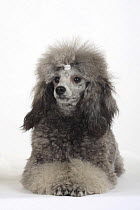 Silver Miniature Poodle lying down