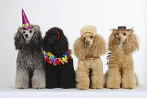 Apricot, black and silver Miniature Poodles sitting in a row and wearing carnival masks and party hats.