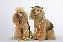 Two apricot Miniature Poodles sitting down, wearing party hats.