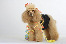 Apricot Miniature Poodle standing and wearing party clothes.