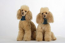 Two apricot Miniature Poodles wearing scarves