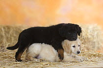 Two Hovawart puppies, 9 weeks, one blond and the other black and gold, playing together.