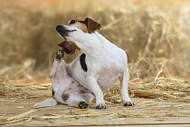 Jack Russell Terrier sitting and scratching