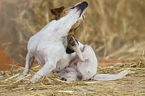 Jack Russell Terrier scartaching its neck