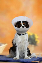 Tricolor Cavalier King Charles Spaniel wearing a protection funnel / Elisabethian collar to stop it from scratching