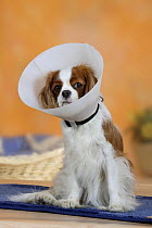 Blenheim Cavalier King Charles Spaniel wearing a protection funnel / Elisabethan collar to stop it from scratching