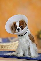 Blenheim Cavalier King Charles Spaniel wearing a protection funnel / Elisabethian collar to stop it from scratching