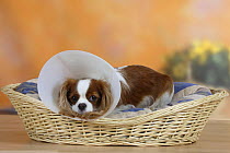 Blenheim Cavalier King Charles Spaniel lying in a basket and wearing a protection funnel / Elisabethian collar to stop it from scratching