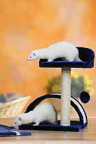 Two albino Ferrets (Mustela putorius forma domestica) playing on a scratching post