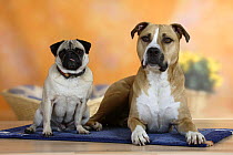 Pug sitting on a rug next to a mixed breed dog