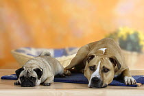 Pug lying on a rug next to a mixed breed dog with their chins on the floor.