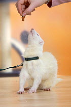 Albino ferret (Mustela putorius forma domestica) on leash looking up at hand holding a treat