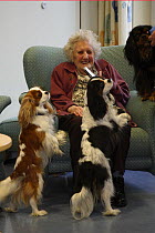 Elderly woman with Blenheim, tan and black and tricolour Cavalier King Charles Spaniels as pet therapy