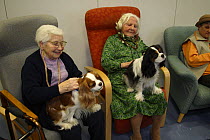 Elderly women with Cavalier King Charles Spaniels on their laps - a form of pet therapy