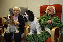 Elderly women with Cavalier King Charles Spaniels on their laps as a form of pet therapy