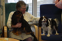 Elderly woman with two Cavalier King Charles Spaniels - pet therapy