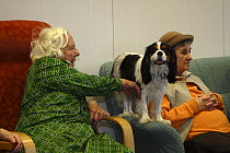 Elderly women with Cavalier King Charles Spaniel as pet therapy