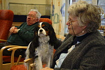 Elderly woman with Cavalier King Charles Spaniel for pet therapy