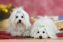 Two Coton de Tulear dogs lying on a rug