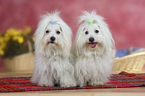 Two Coton de Tulear dogs sitting together on a rug