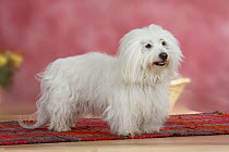 Coton de Tulear dog standing on rug