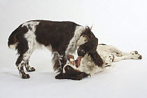 Two English Springer Spaniels playing