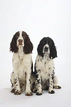 Two English Springer Spaniels with different coat colour