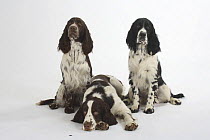 Three English Springer Spaniels of different coat colours