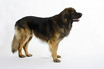 Leonberger standing in show stack/pose