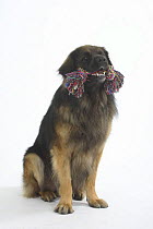 Leonberger sitting holding toy in its mouth