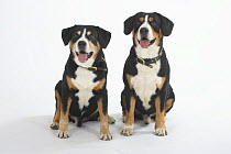 Two Entlebucher Mountain Dogs sitting together