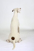 Back view of a mixed breed dog with a spot on its back