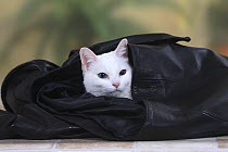 White Oriental Shorthair Cat hiding in a leather jacket.