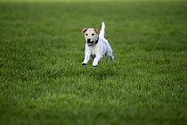 Parson Russell Terrier running in field