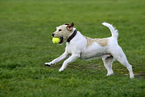 Parson Russell Terrier running with a ball in its mouth