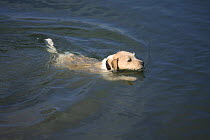Parson Russell Terrier swimming