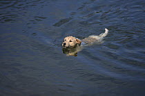 Parson Russell Terrier swimming