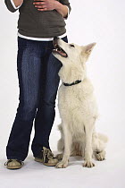 White Swiss Shepherd Dog / Berger de Swisse looking up at owner