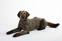 Brown sheared Standard Poodle lying down
