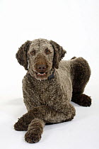 Brown sheared Standard Poodle lying down, paws crossed