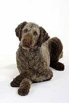Brown sheared Standard Poodle lying down with paws crossed