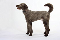 Brown sheared Standard Poodle standing in show stack / pose