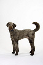 Brown sheared Standard Poodle standing