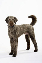 Brown sheared Standard Poodle portrait