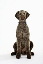Brown sheared Standard Poodle sitting portrait